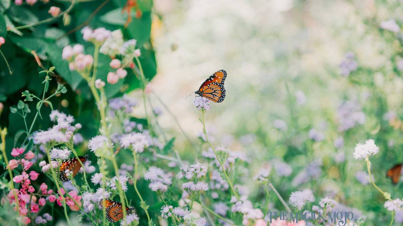 A mesmerizing scene of Monarch butterflies fluttering among vibrant flowers in a field, symbolizing the Vernal Equinox's mystical connections