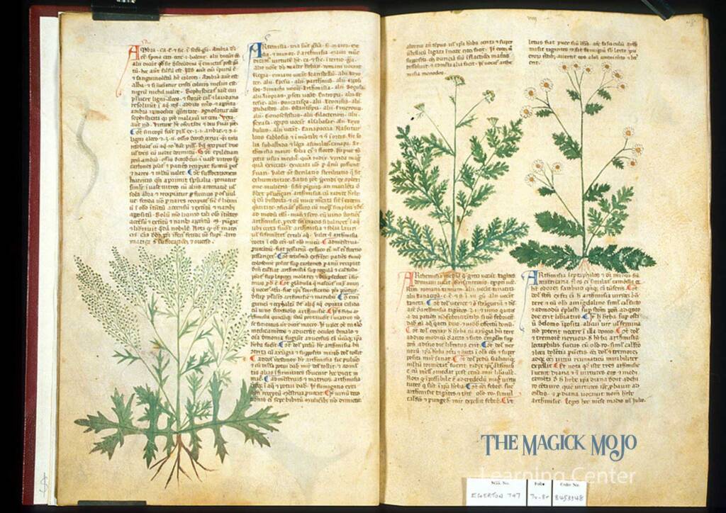 Ancient manuscript about Mugwort on parchment